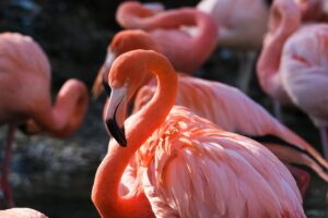 Flamingos
