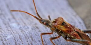Insect on the bedsheet