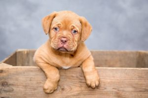 Puppy